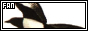 magpies_88x31_1.jpg