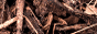 bottomfeeding.png