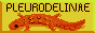boton-pleurodelinae.gif