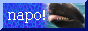 napo.png