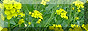 dandelion.gif