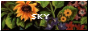 SKYBUTTON.png
