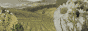 salixx.gif