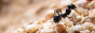 Button1.png