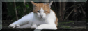TC_cat_button.png