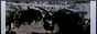archived 88x31 button #82068