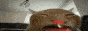 88x31.gif