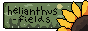 helianthus-fields.png