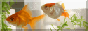 TC_fish_button.png