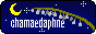 chamaedaphne.gif