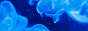 archived 88x31 button #84499