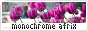 archived 88x31 button #84617