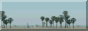 PTW_palm_trees.png