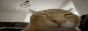 catexplode.gif