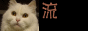 060.gif