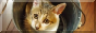 TL_cat1_button.png