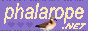 phalarope.png