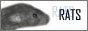 rat-button.gif