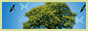 archived 88x31 button #87815