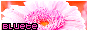 bluete2276wp.gif