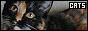 catfan.webp