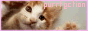 purrfectionbutton.gif