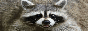 ChubbytRaccoonButton.gif