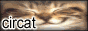 circat.png