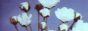 sillivis.gif