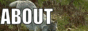 about.gif