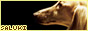 salukifanlistingbutton.jpg