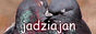 jadziajan.png