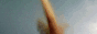 218.gif