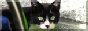 TL_cat3_button.png