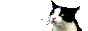 kitty2.gif