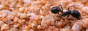 myrmeform_button.png