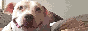 randomdog.gif