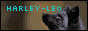 harley-leo.png