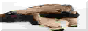anteater.gif