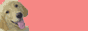 Bannerdoggethome.gif